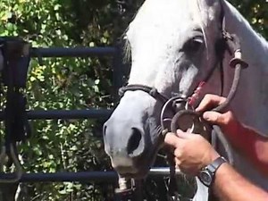 Boz Halter Bridle Combo