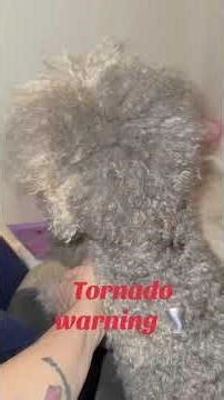 What do you do when there is a tornado warning in Oklahoma? You take 8 of your 17 dogs and hide in