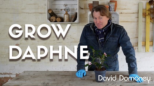 9K views · 72 reactions | Daphne is a gorgeous evergreen that brings style to a garden. Knowing how to grow and care for a Daphne will ensure you can enjoy growing this evergreen and its long flowering blooms year after year. Daphne is a robust plant but takes some time to establish and grow. Ideal for all types of gardens. Daphne works a treat should you want to fill out borders or have something to feature in patio pots. | David Domoney | Facebook
