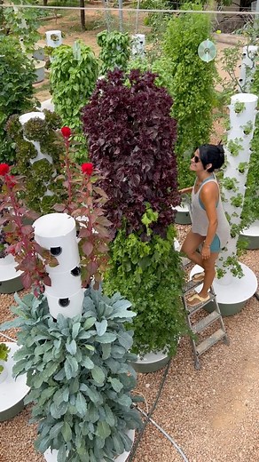 We cultivated a variety of Asian crops in our vertical farm including leafy greens such as white & green bok choy, purple & green mizuna, kangkung, green & purple tatsoi, komatsuna, Osaka mustard greens, Tokyo bekana, choy sum, Hon tsai tai, Wasabina, Chijimisai, and red malabar spinach. Our vegetable lineup included Asian eggplants like Japanese, Orient Express, Green Emerald, white eggplants, and Thai miniature eggplants. We also grew Asian cucumbers such as unagi, Itachi, Suyo, Sikkim, and In