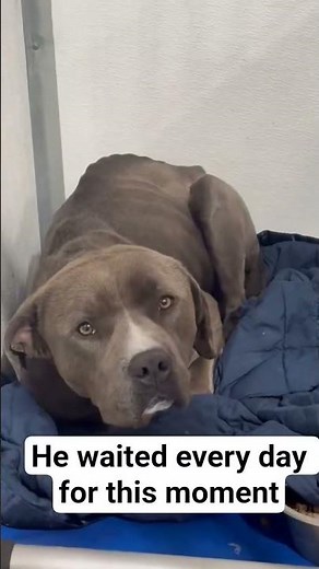 “This Dog Was Given Up… But Watch His Transformation 😭. #adoptionrocks #puppy #adoptstrays #usa
