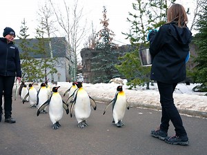 Annual royal march for king penguins returns to the Calgary Zoo this week