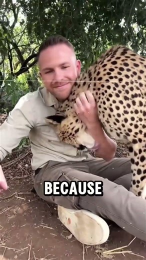 Why is this cheetah so friendly? 😳🐆 #animalfacts #cheetah #wildlife #shorts #viralshorts #trending