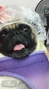 Spa day with mommy | Elsa the Amazing Talking Pug