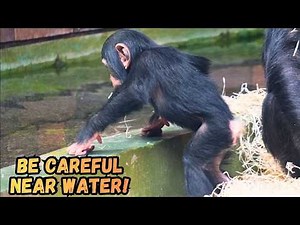 Baby Chimp Gets Too Close To The Water!