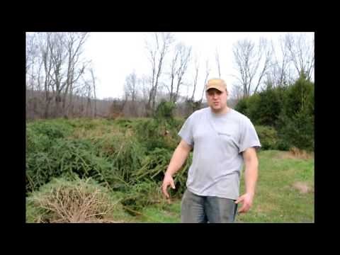 Replanting Christmas Trees in an Old Xmas Tree Field