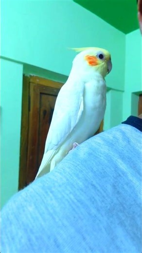 Cockatiel Sings a Duet with Itself #trending #shorts #viral