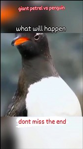 4K views · 32 reactions | Giant Petrel attacks Penguin But when the fathers Peguin Arrived the Giant Petrel Ran away_A father will do anything to protect his child 殺 #GiantPetrel #PenguinVsPetrel #WildlifeShowdown #NatureBattle #BirdsOfTheWorld #OceanPredators #PenguinLife #PetrelPower #FatherlyLove #ProtectiveDad #DadLife #FamilyFirst #Fatherhood #LoveAndProtection #DadsWhoCare #ParentingGoals #UnconditionalLove #StrongDads | EcsLoft Cuenca | Facebook
