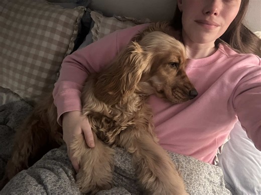 Cocker Spaniel Bedtime Snuggles Explained
