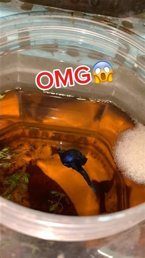 wild alien betta breeding#wildbetta