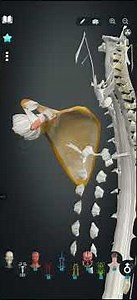 short and simple Video about a Anatomy #study #scapula #viral