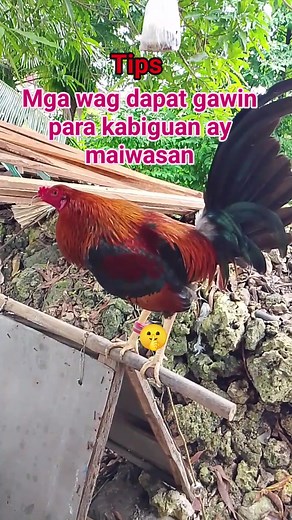 667K views · 8.6K reactions | Tips wag mong gawin ito sa araw ng exam para kabiguan ay maiwasan #petlove #backyardbreeder #noanimalswereharmedinthispost #backyardfarmer | Murans Backyard 2.0 | Facebook