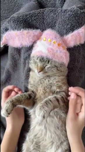 Casper new Sweet videos 😘#casper #cat #animals #pets #shorts #trending #gaming #music #kitten