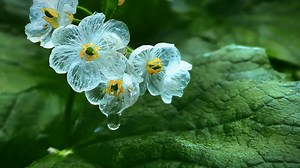 The skeleton flower is a mystical and ethereal bloom, a marvel of nature's intricate design. Its petals are so transparent that they seem to glow with an inner light. 🎥: douyin-Dreamboat #flower #nature #design #light #glow | Fantastic China