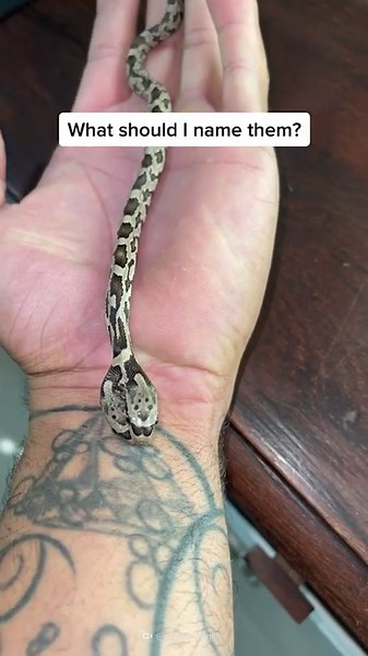 Baphomet Moths Are Straight Out of Your Nightmares