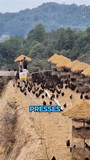 Whoever invented this chicken farm is definitely a genius! | Lumi Farm