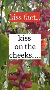 Kiss on the cheeks means... #fbreel #reelfb #fbreel24 #attraction #facts #couple #deepfacts #infatuation #reelviralfacebook #pshychologyandlovefacts #Girls #boys #men #women #relationship #love #factsoflife#psychologyfacts #psychology #facts #psychologystudent #factsdaily #psychologist #amazingfacts #mentalhealth #fact #coolfacts #psychologyfact #sciencefacts #realfacts #psychologytoday #psychologyquotes #factz #worldfacts #truefacts #factsonfacts #mentalhealthawareness #instafacts #psychologyma