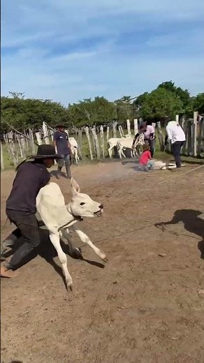 Cowboys Herding Cattle in Action 🤠 | Real Ranch Life & Livestock Control #cattlefarm #countrylife