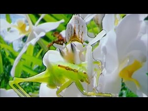 Eaten Alive | Cricket vs Mantis | Wildlife On One | BBC Earth