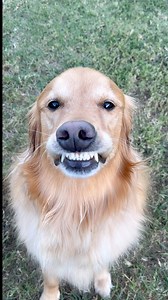 Teddy got some scary revenge! #dog | Aguyandagolden