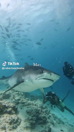 Going to Dive won't solve your problems! Me 💙 #robertoochoahe #cressi1946 #nature #viral #diving