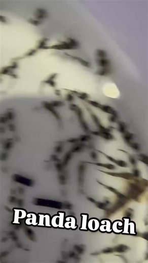 1.1K views | The Panda Loach (Yaoshania pachychilus) is a small,...