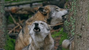 clip-3642135845-eurasian-wolf-pack-howling-canis-lupus-forest
