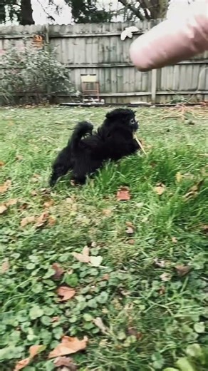 Slow motion Shih Tzu puppy running in yard