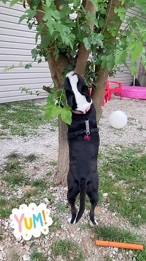 Need your trees trimmed? Lexi is studying up to be a professional! | Unchained Melodies Dog Rescue