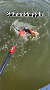 Colorado Kokanee salmon hitting the net! Big red buck salmon! #kokanee