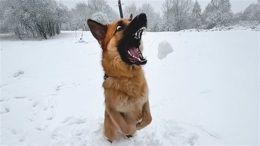 Pets see snow for the first time and create total chaos