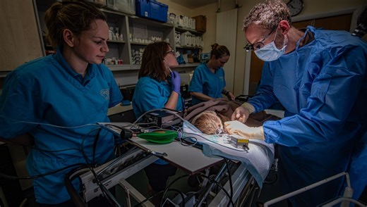 Rico The Two-Toed Sloth Undergoes Pioneering 3-Hour Surgery For Toothache