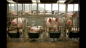 Pork slaughter rules give companies more food safety tasks