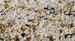 Ÿnsect, la start-up qui transforme les insectes en alimentation animale