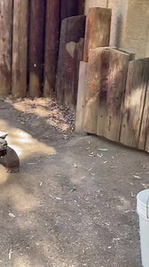 The official start of summer doesn’t happen until all 4 of our Galapagos Tortoises have moved into their summer home. ☀️🐢🐢🐢🐢☀️ How do we move the world’s largest tortoise? Watch and find out! 😎 Watch till the end to find out which tort had the fastest time ⏰ Gertrude & Ginny were the first two to move over to their summer yard with the help of Keepers Natalie, Carol and Gabby. This video of Gwen & Georgia, shows you how Keepers Natalie and Jess, along with volunteer Kyle got the job done. �