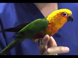 BIRDS Jandaya Parakeet features and characteristics
