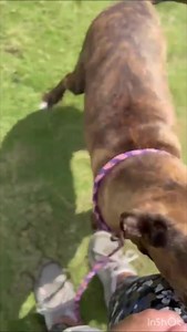 Today is International Homeless Animal’s Day! 🐱🐶 This 🎥 of our shelter cats and dogs shows just how loving and special a shelter animal can be and how they can give so much love and joy to your life! They may not have always had the best start in life but every day they show us how resilient and eager they are to give love 💕 and affection. 🤝 To help us support all of the dogs 🐕 and cats 🐈 we rescue we are running our 50th anniversary raffle where you could win CI$50K as first prize. We ha