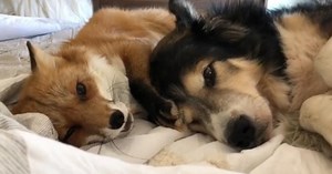 Rescue Dog Befriends Fox And They Become As Close As Brothers