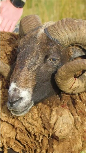 Bob Marley sheep HUNT?! #highroadhunting