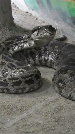 python (Python molurus) - અજગર