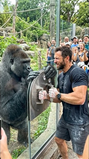 Silverback Gorilla vs Rock Climber Finger Strength Challenge