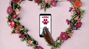 9.6K views · 94 reactions | Love + the internet can be ... Complicated. But this is simple. Give your Valentine an unforgettable gift for just $10. | Bronx Zoo | Facebook