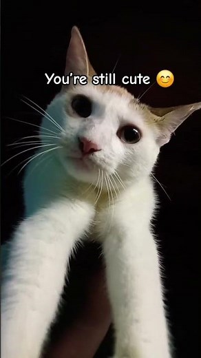 when you realize your cat is cute 😍 #funny #pets #cat #cutecat #kitty #catblogger #mycat #fortnite