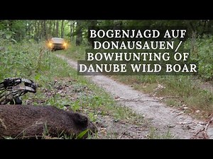 Bogenjagd auf Donausauen / Bowhunting wild boar Danube
