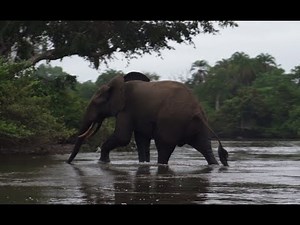Ep5: Elusive Elephants | EXPEDITION CONGO | #WWFVoices