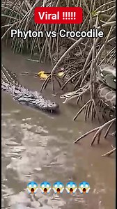 Crocodile vs Python Battle in West African Wetland #wildlife #AfricanWetland #Viral | Mahmudin Mu