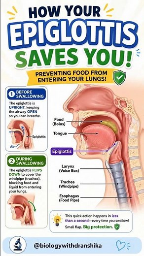 How Your Epiglottis Saves You: Preventing Food from Entering Your Lungs! 🫁#epiglottis #humananatomy