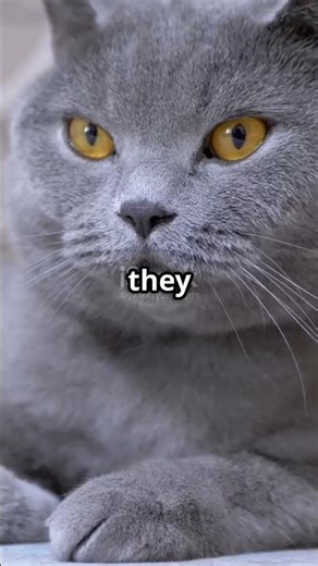 British Shorthair: Meet the Chillest Cat Ever...#shorts