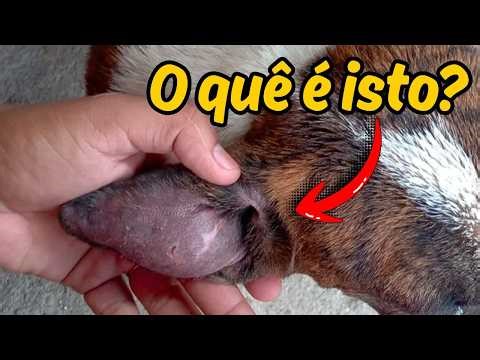 Dog with swollen ear and a blister: What to do.