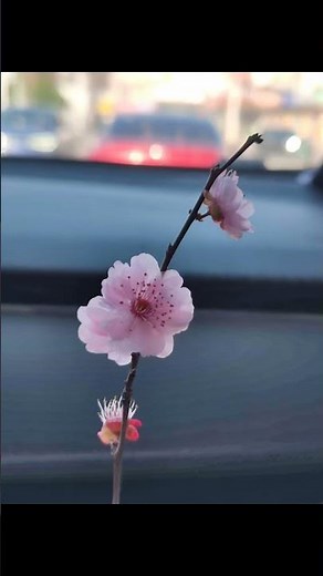 Breathtaking Spring Scenery Captured: Your Guide to Spring's Beauty